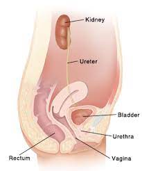 Urinary health in women