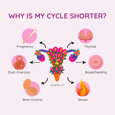 Shortened menstrual cycle